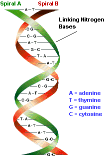 nucleic acids - genetic testing